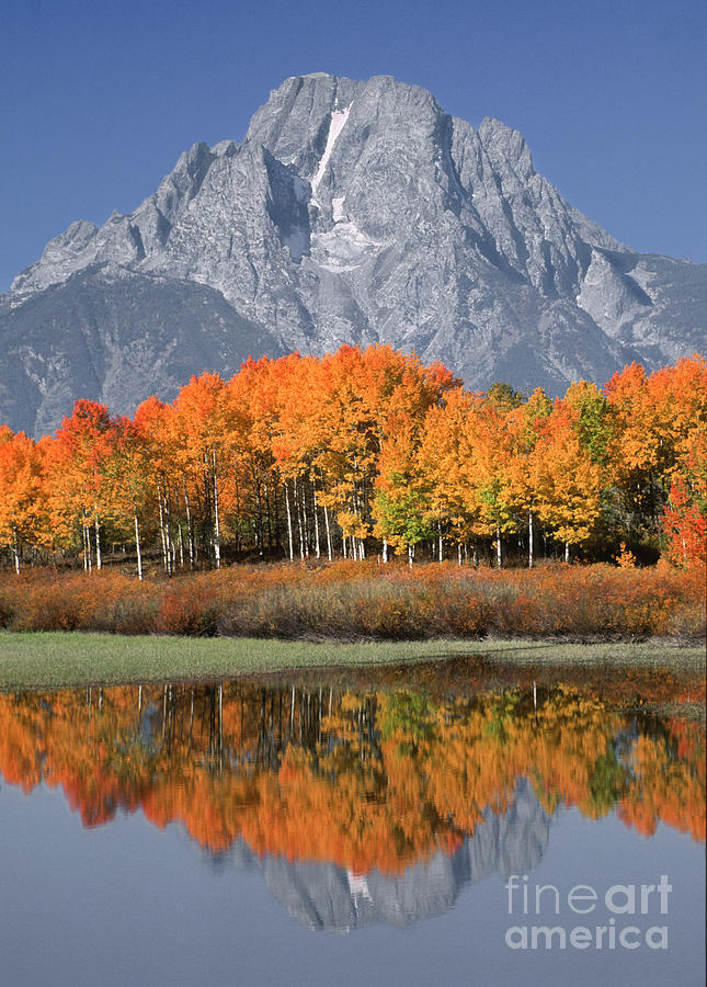 National Parks Photograph - Reflection at Oxbow Bend by Sandra Bronstein