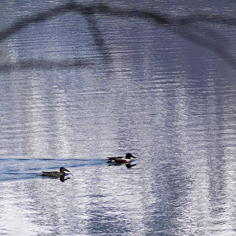 Reflection Crossing Photograph by Harry Banks Reflection Crossing Photograph by Harry Banks