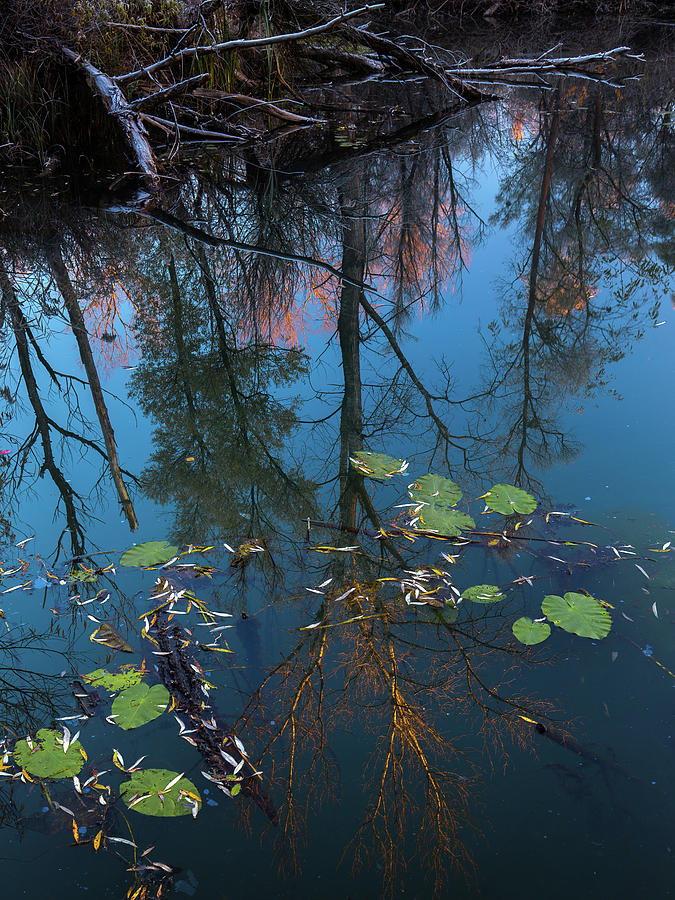 Reflection in blue Photograph by Davorin Mance