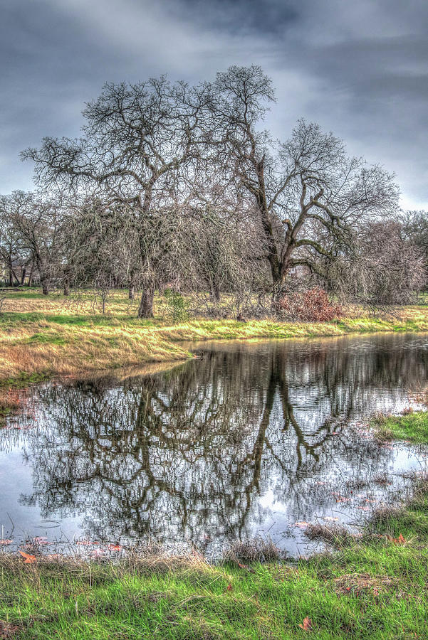 Reflection in the park Photograph by Soroush Mostafanejad - Fine Art ...