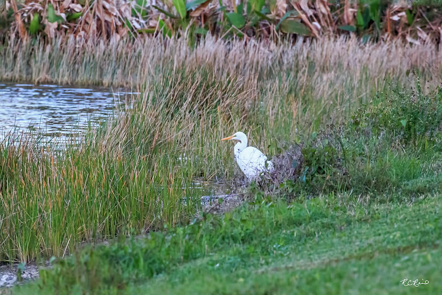 Reflection Lakes - Great White Egret Resting in Vegetation  Photograph by Ronald Reid