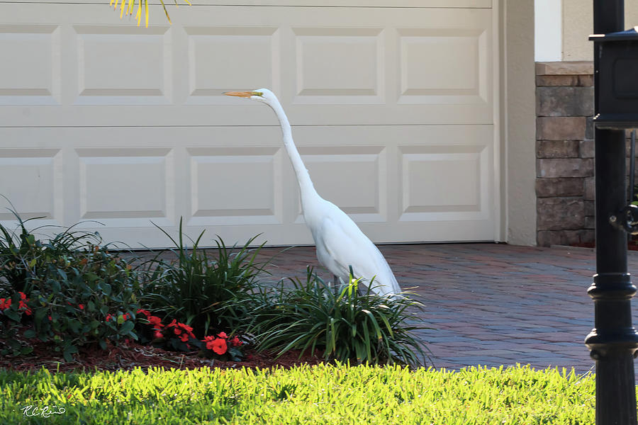 Reflection Lakes - Great White Egret Walking a Driveway  Photograph by Ronald Reid