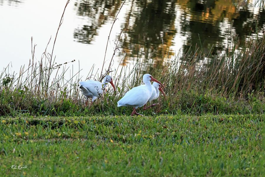 Reflection Lakes - Ibis Foraging   Photograph by Ronald Reid