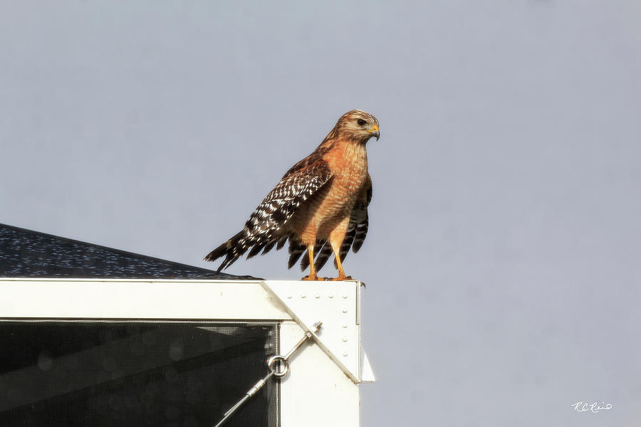 Reflection Lakes - Red Shouldered Hawk Perched on Lanai Cage  Photograph by Ronald Reid