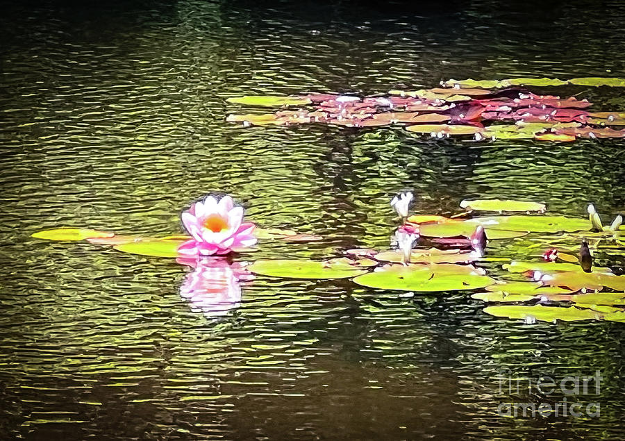 Reflection - Lilies on Pond Photograph by Kristen Kennedy