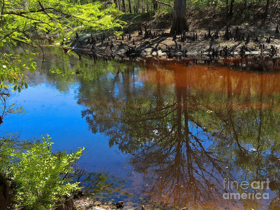 Reflection of a Bald Cyprus on the Withlacoochee  River Photograph by L Bosco