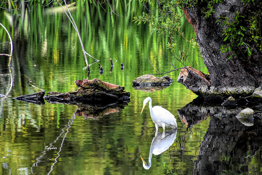 Reflection of a Big White Bird Photograph by Floyd Snyder