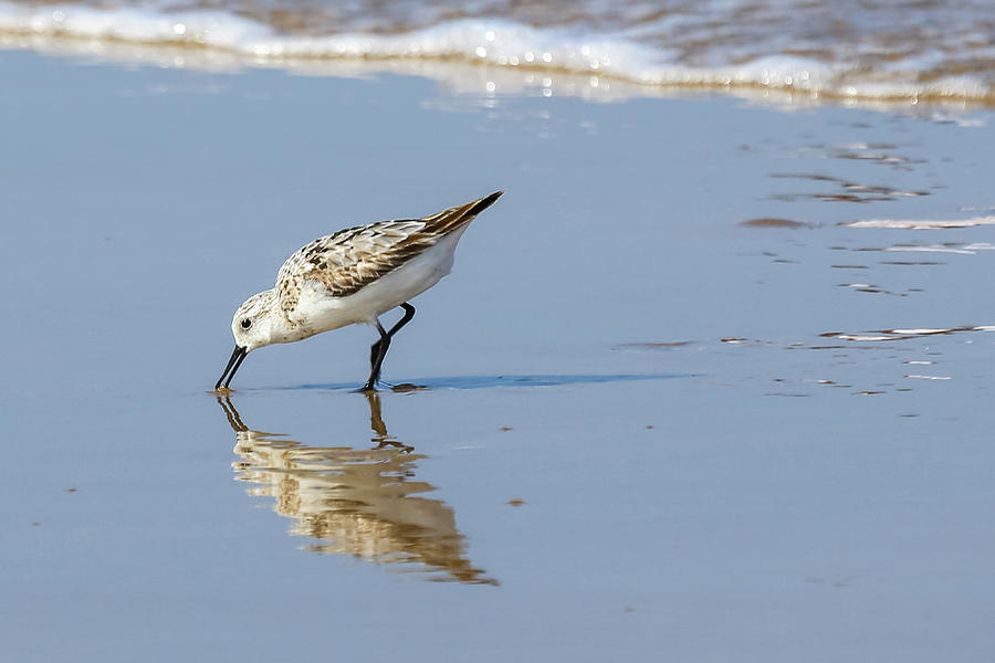 Reflection of a Sandpiper Photograph by Steve Templeton