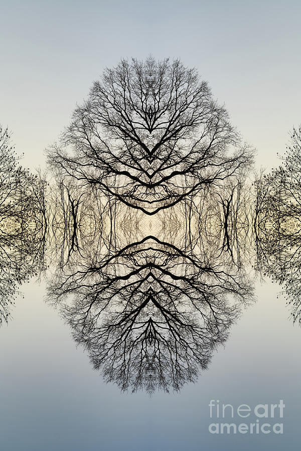 Reflection of a tree 1 Digital Art by Adriana Mueller
