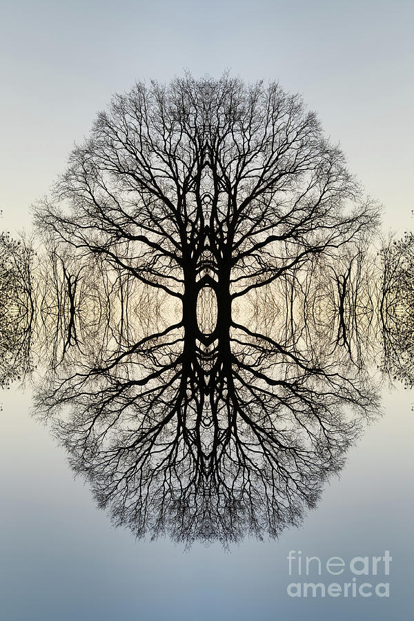 Reflection of a tree 3 Digital Art by Adriana Mueller