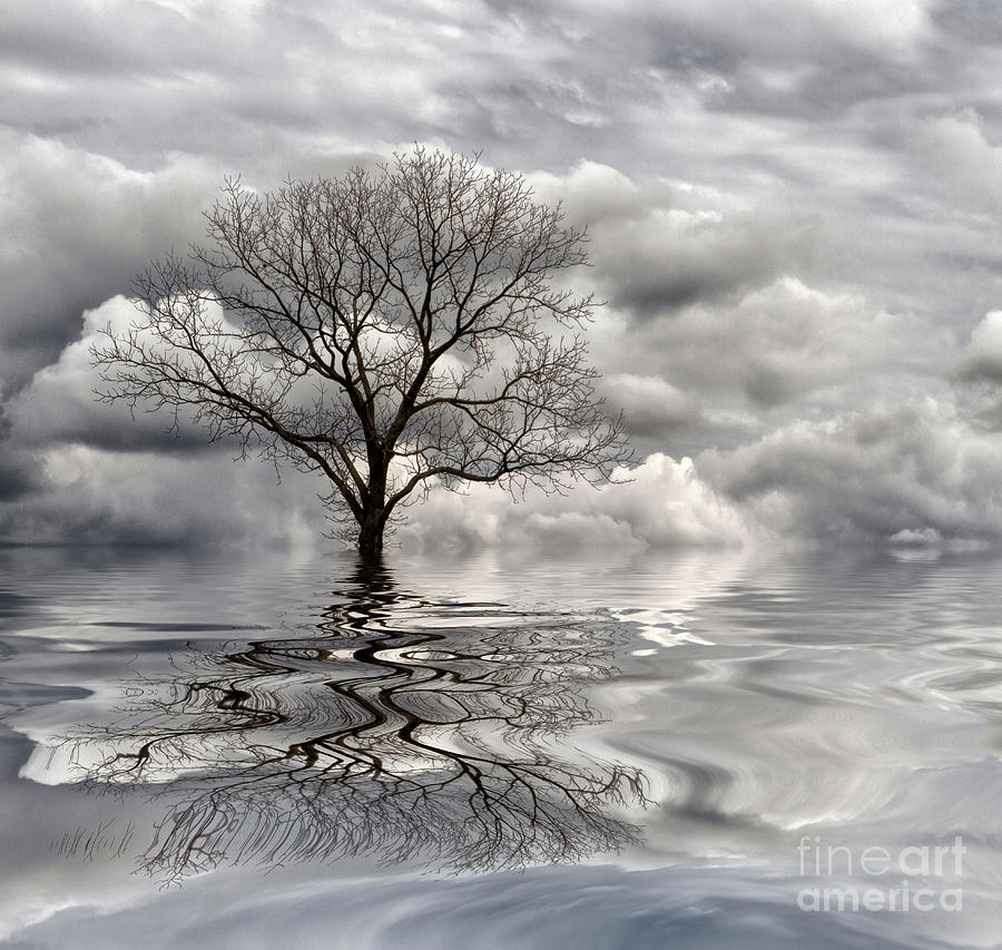 Reflection of a Tree Photograph by Teresa Jack