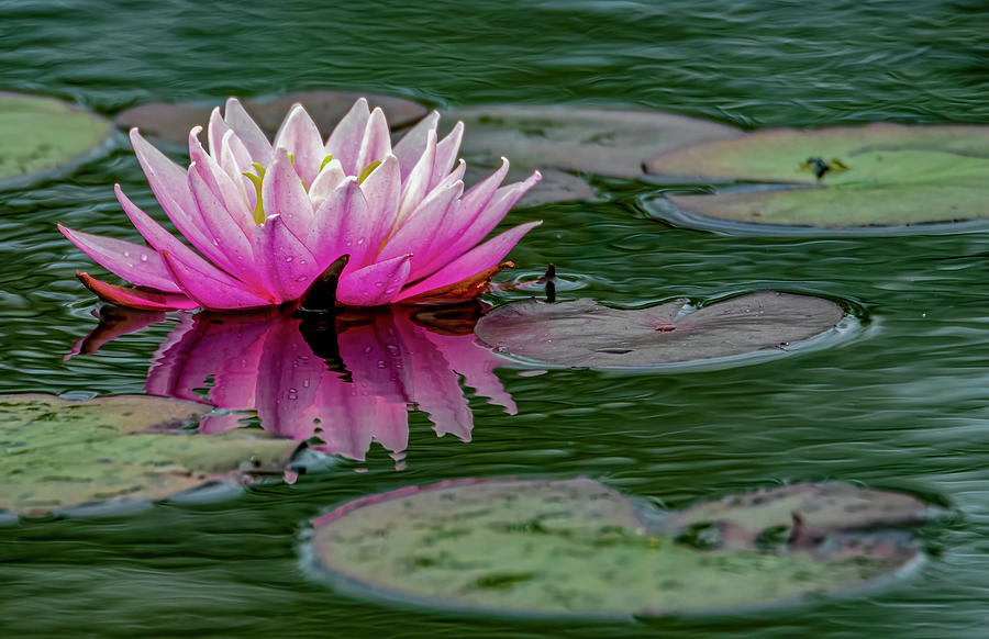 Reflection of a water lily Photograph by Brian Shoemaker