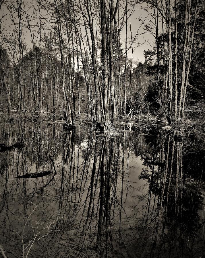 - Reflection of a Winter Swamp Photograph by THERESA Nye