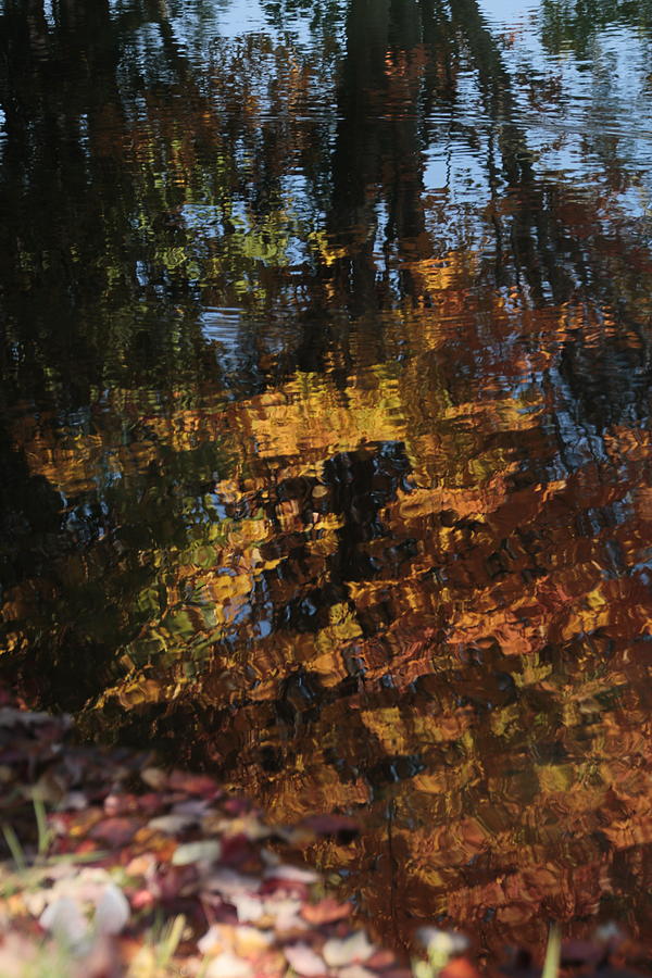 Reflection of Autumn Trees in Water Photograph by Valerie Collins