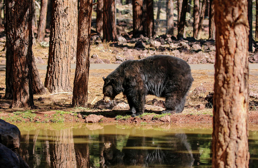 Reflection of Black Bear Photograph by Dawn Richards
