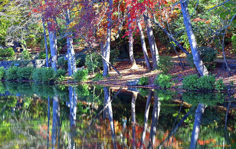 Reflection of Fall Trees Photograph by Roberta Byram