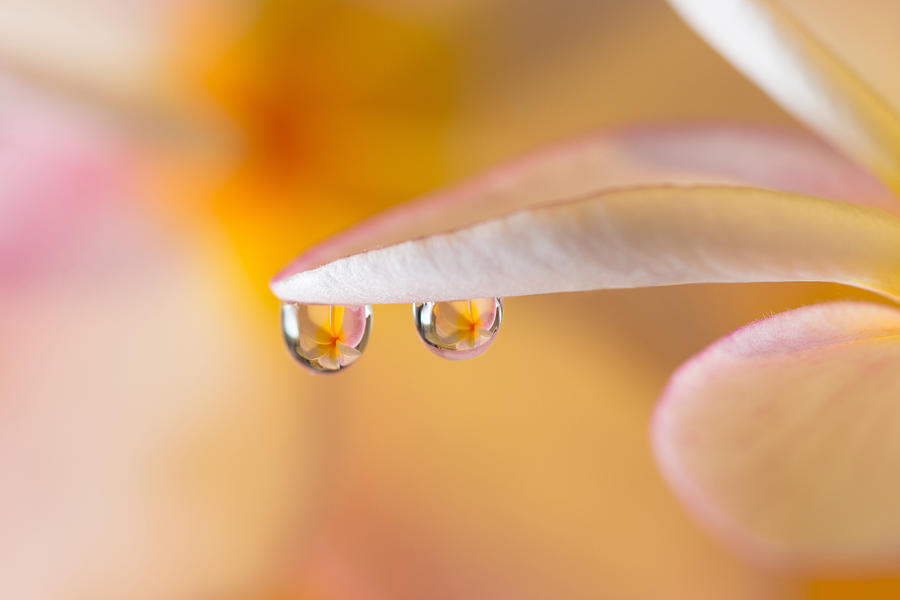 Reflection of frangipani in water drops Photograph by Lifeispixels