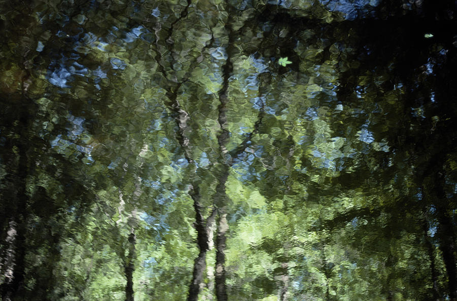 Reflection Of Leafy Trees In Water Photograph by Joanna McCarthy