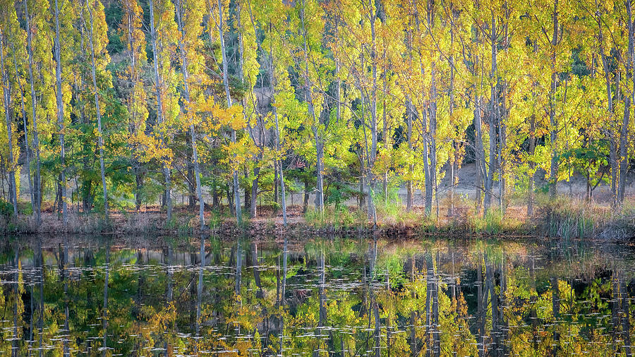 Reflection of Poplar Trees with Fall Colors in a Lake Photograph by Alexios Ntounas