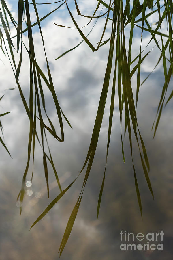 Reflection of reeds 2 Photograph by Adriana Mueller