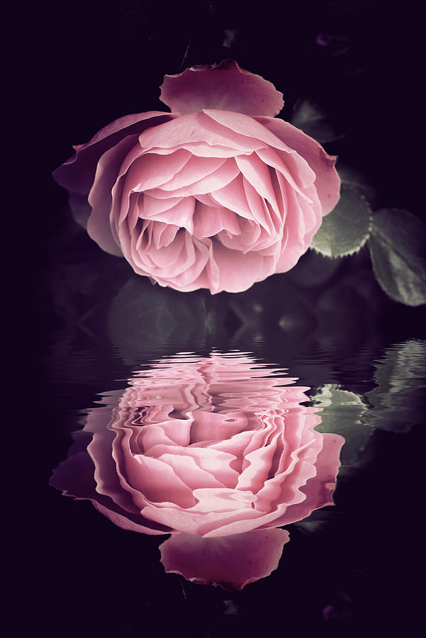 Reflection of Rose Photograph by Philippe Sainte-Laudy Reflection of Rose Photograph by Philippe Sainte-Laudy