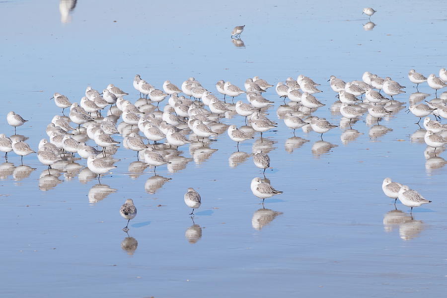 Reflection Of Snowey Plover Photograph by Dr Janine Williams