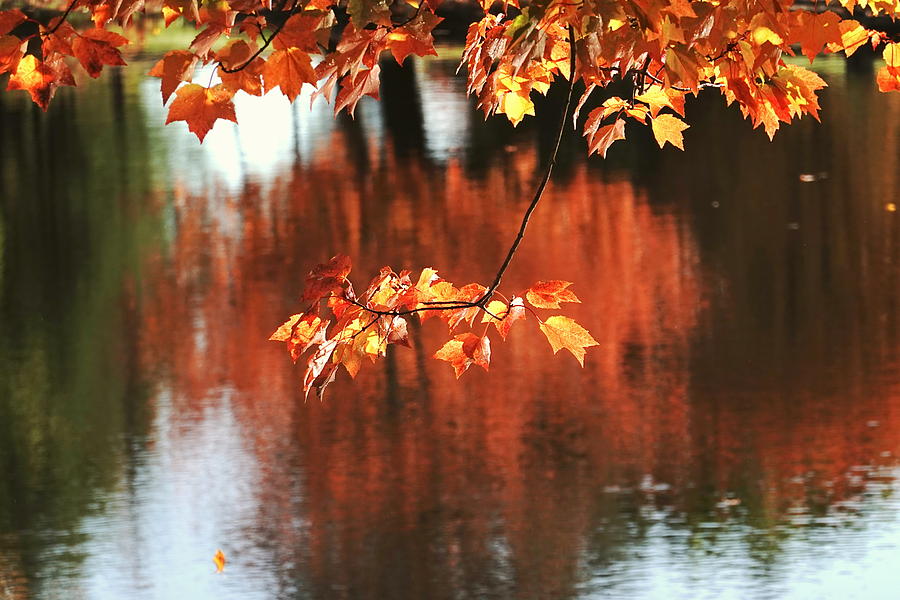 Reflection of the Fall Photograph by Wei Wang