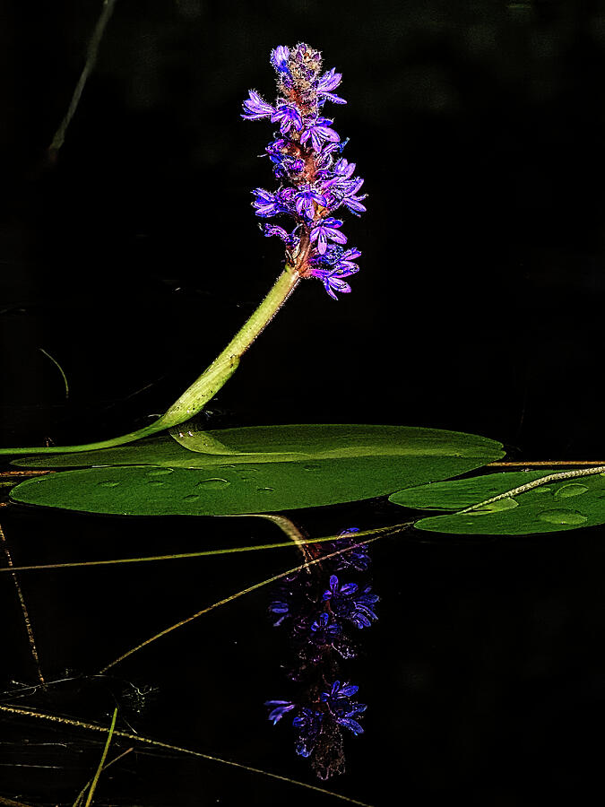 Nature Photograph - Reflection Of The Pickerelweed by Scott Loring Davis