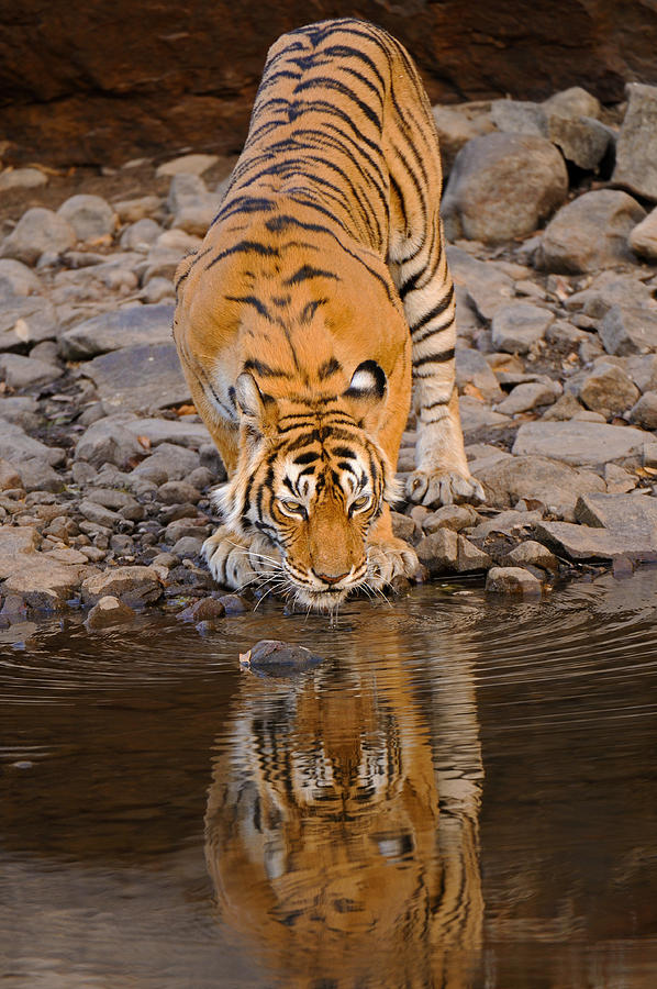 Reflection of tiger Photograph by Aditya Singh