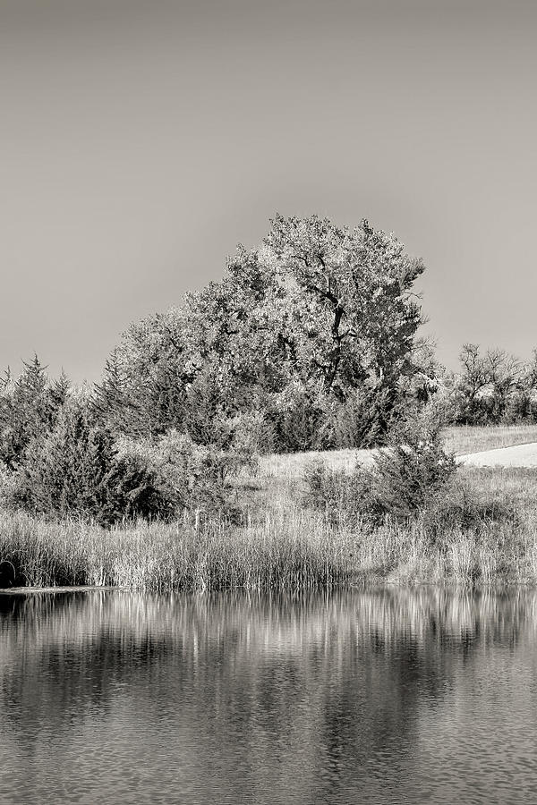 Reflection of trees bw  Photograph by Cathy Anderson