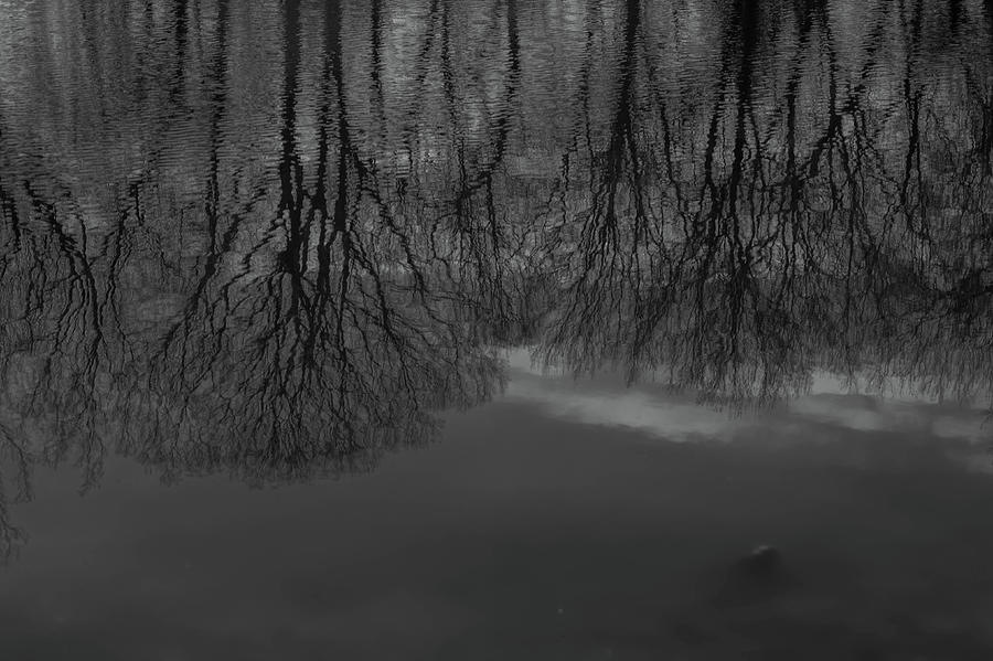 Reflection of Trees in a Pond Photograph by Alan Goldberg