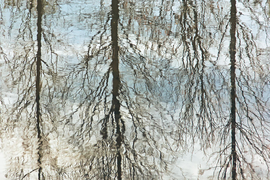 Reflection of Trees  Photograph by Decoris Art