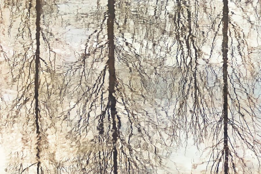 Reflection of Trees - O2 Photograph by Decoris Art