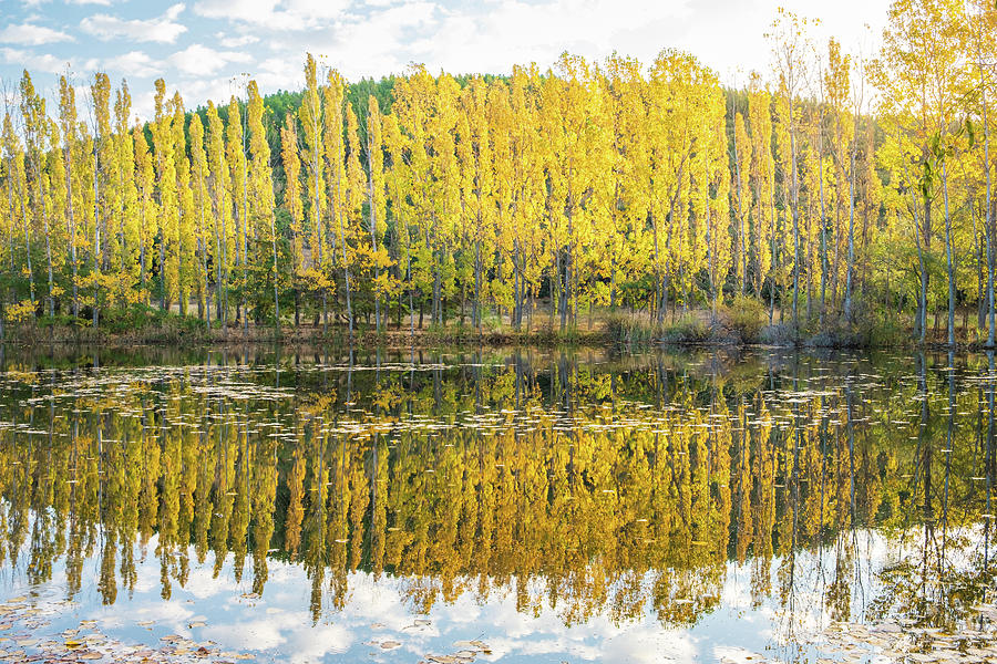 Reflection of Trees with Fall Colors in a Lake at Sunrise Photograph by Alexios Ntounas