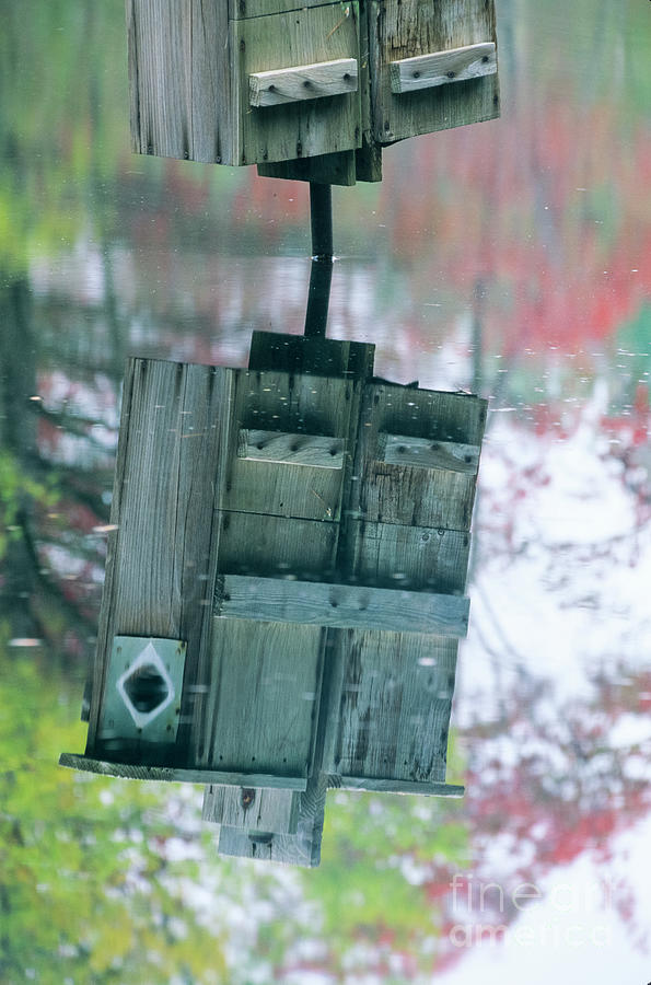 Duck Photograph - Reflection of Wood duck box in pond by Erin Paul Donovan