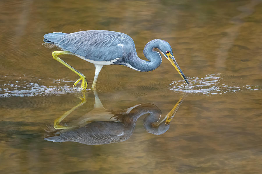 Reflection on a Little Blue Heron Photograph by Jim Miller