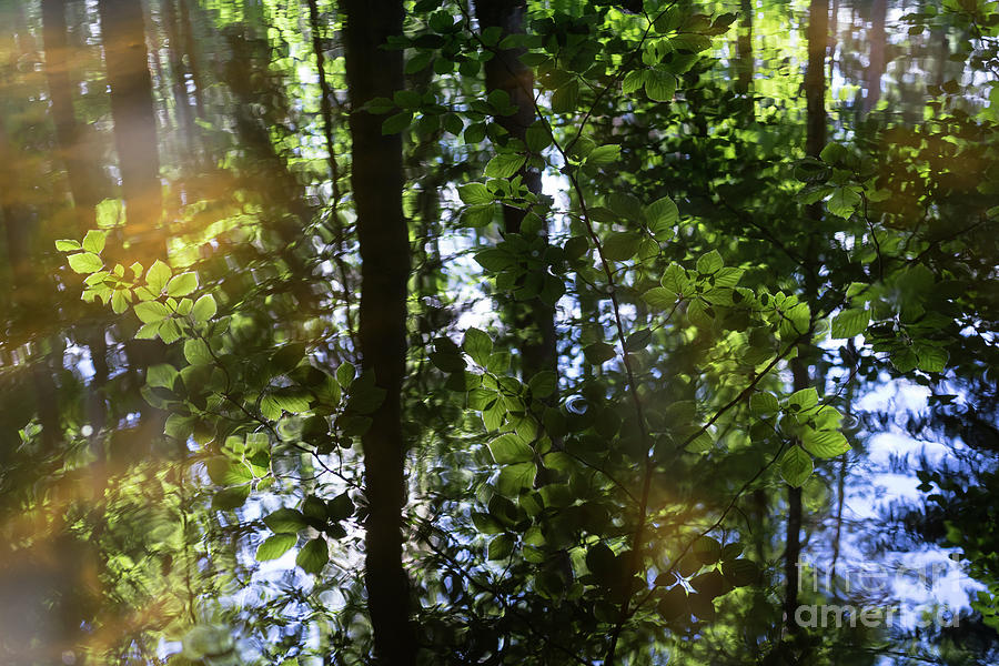 Summer reflection in the forest 1 Photograph by Adriana Mueller