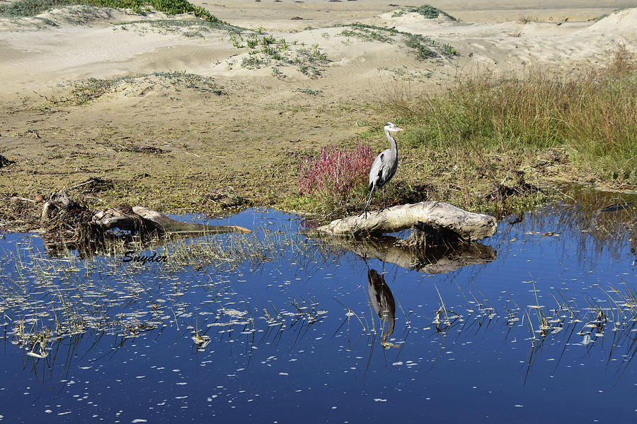 Reflection Pond Grey Egret Photograph by Floyd Snyder