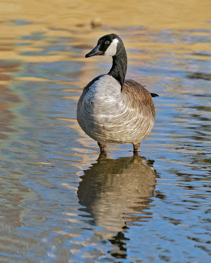 Reflection Standing Goose  Photograph by Gary Langley