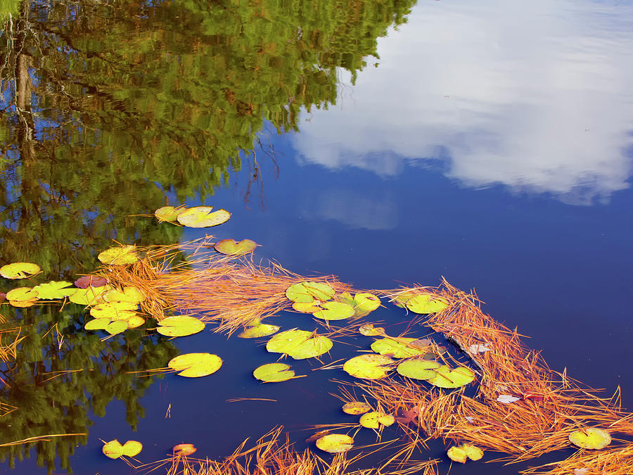 Reflections in a lily pond Photograph by Charles Floyd