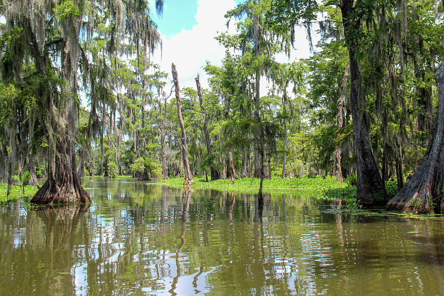 Reflections in a Louisiana Swamp 2 Photograph by John Twynam