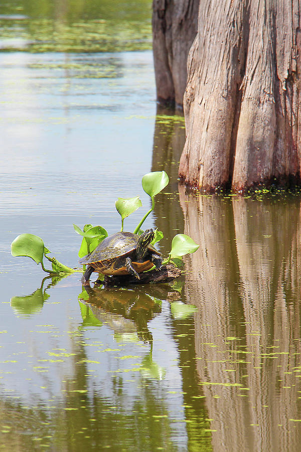 Reflections in a Louisiana Swamp 1 Photograph by John Twynam