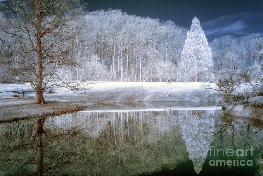 Reflections in faux color infrared Photograph by Izet Kapetanovic