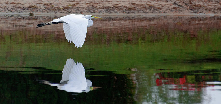 Reflections in Flight Photograph by Kenneth Lane Smith