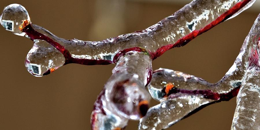 Reflections In Ice On Red Limbs Photograph
