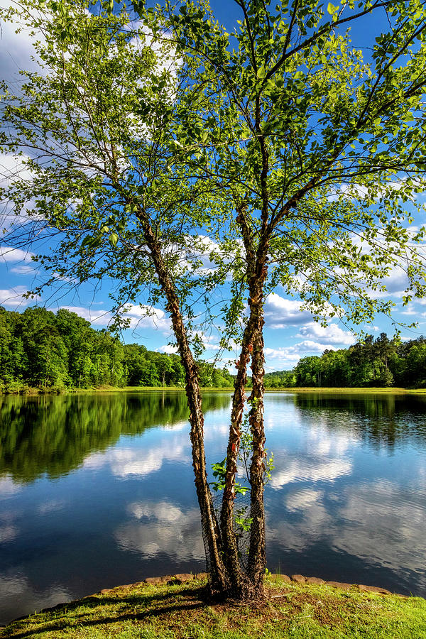 Reflections in Springtime Photograph by Debra and Dave Vanderlaan