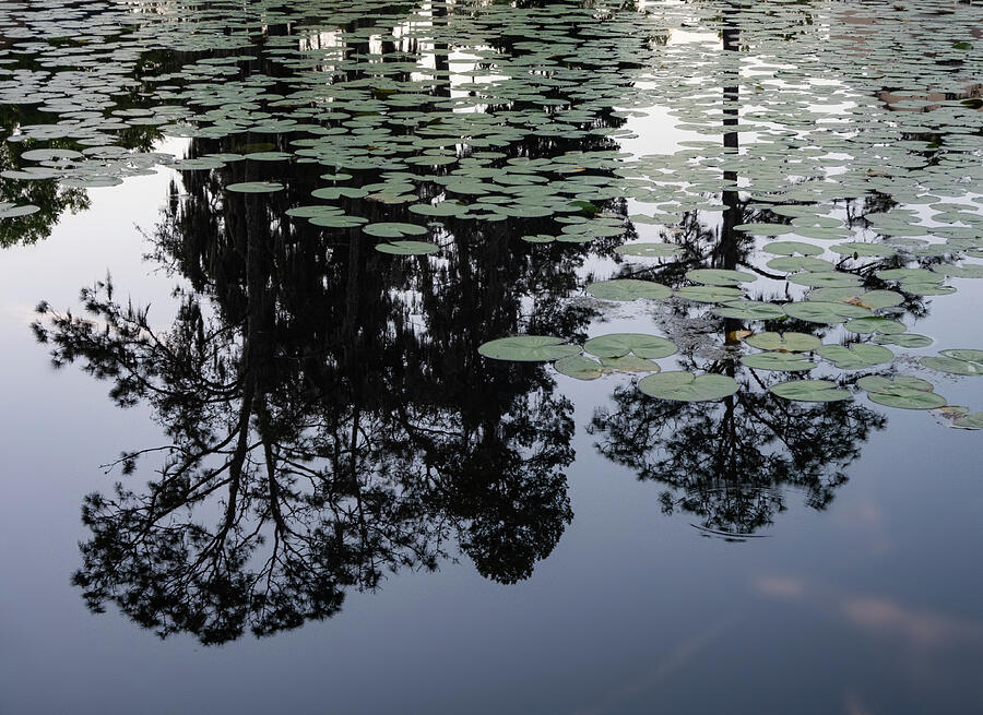 Tree Photograph - Reflections In The Lily Pads by Phil And Karen Rispin