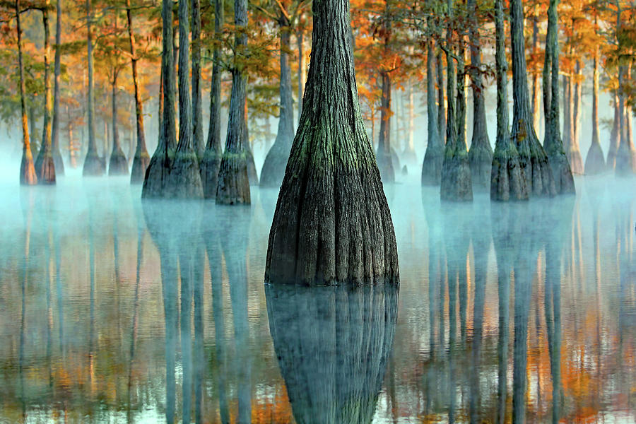 Reflections In The Mist Photograph