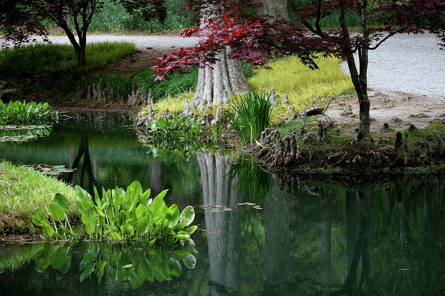 Reflections In The Pond Photograph