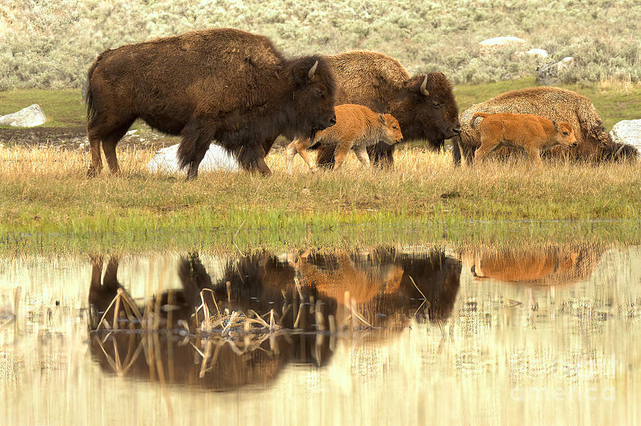 Reflections Of A Bison Family Outing Photograph by Adam Jewell
